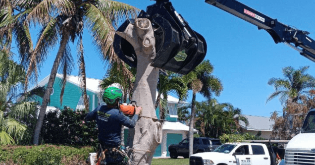 Fast and Safe Fallen Tree Removal for Vero Beach Yards
