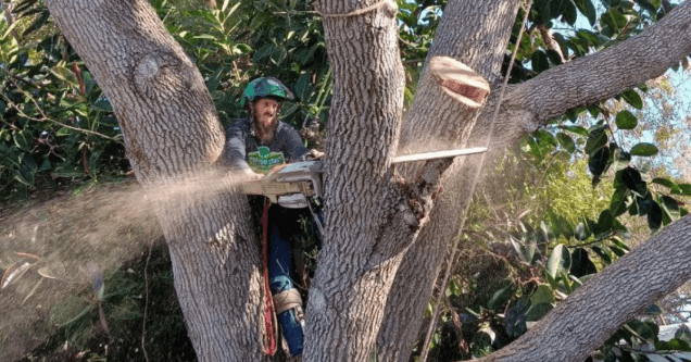 Large Tree Removal in Vero Beach, FL