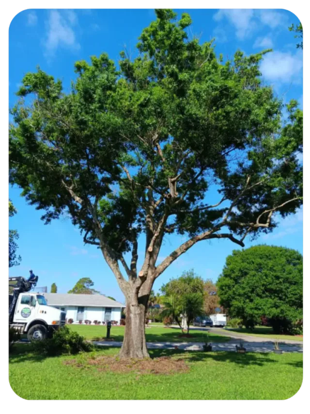 Mature live oak with a wide canopy shading a Vero Beach home.