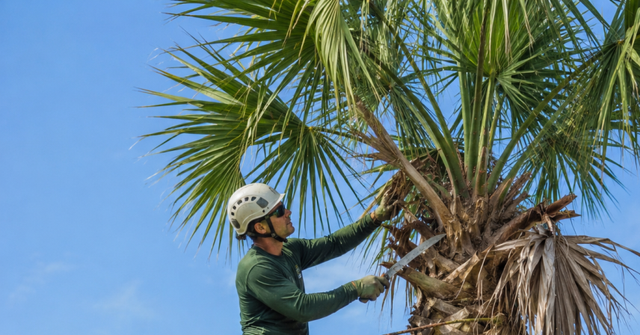 borist trimming dead fronds from a mature cabbage palm in Vero Beach, Florida