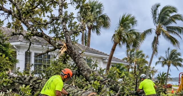 Tree crew responding to a downed tree after a storm in Vero Beach