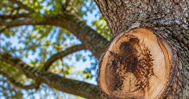 Large flush cut with discolored wood on the trunk of a Florida shade tree