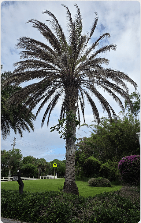 Trees and Palms That Thrive on the Treasure Coast