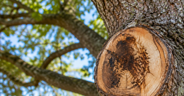 How Improper Tree Cuts Can Lead to Decay in Florida’s Humid Climate