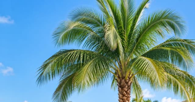 : Properly pruned palm with a full green canopy in Vero Beach, Florida