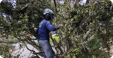 24/7 Emergency Tree Service