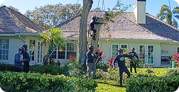 Arborist Consultation