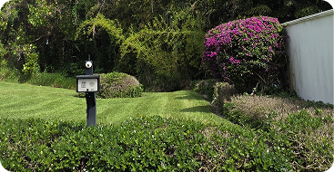 Shrub Removal & Trimming
