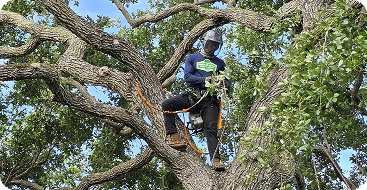 Tree Trimming & Pruning