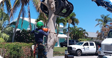 tree removal
