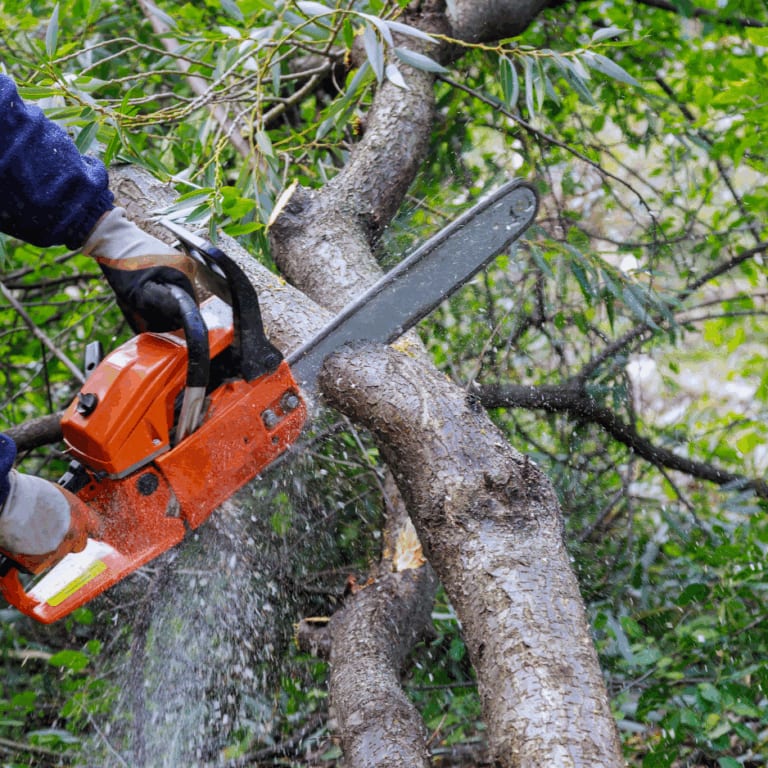 Spring (March – May) – Light Pruning Only