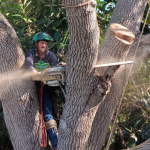 Large Tree Removal in Vero Beach, FL - Blog Image