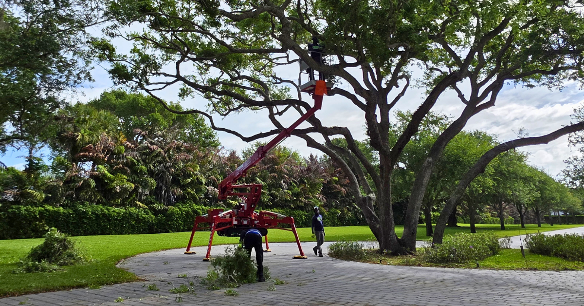 Tree Trimming & Pruning in Vero Beach